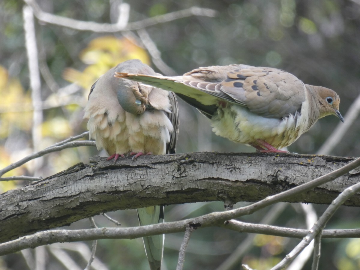 Mourning Dove - ML226886131