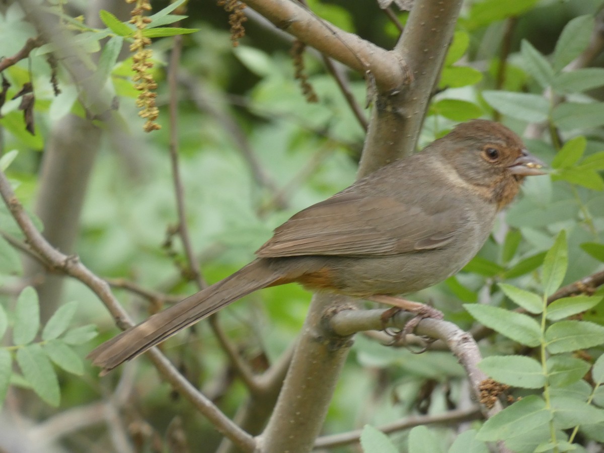 California Towhee - ML226886561