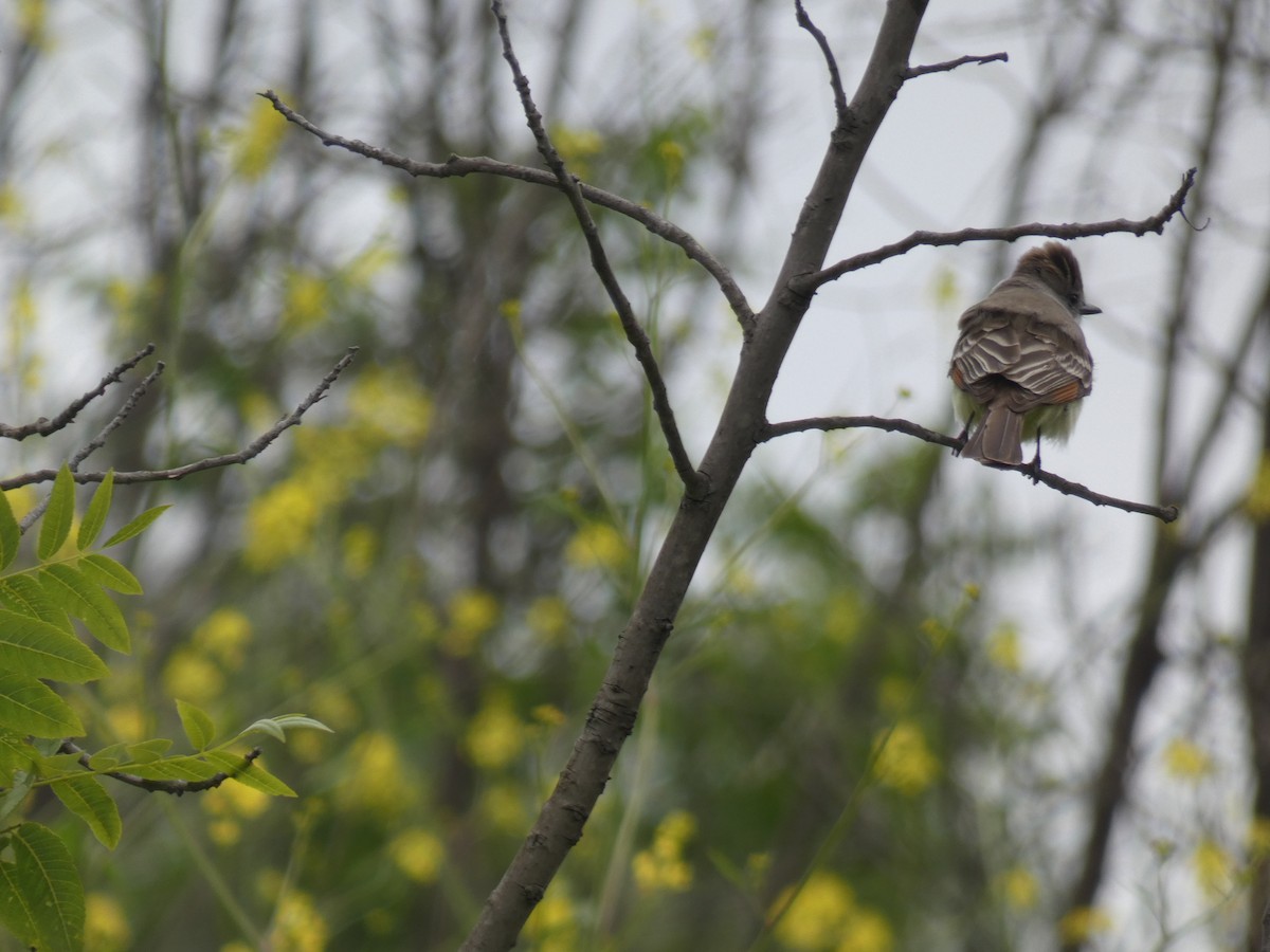 Ash-throated Flycatcher - ML226886661