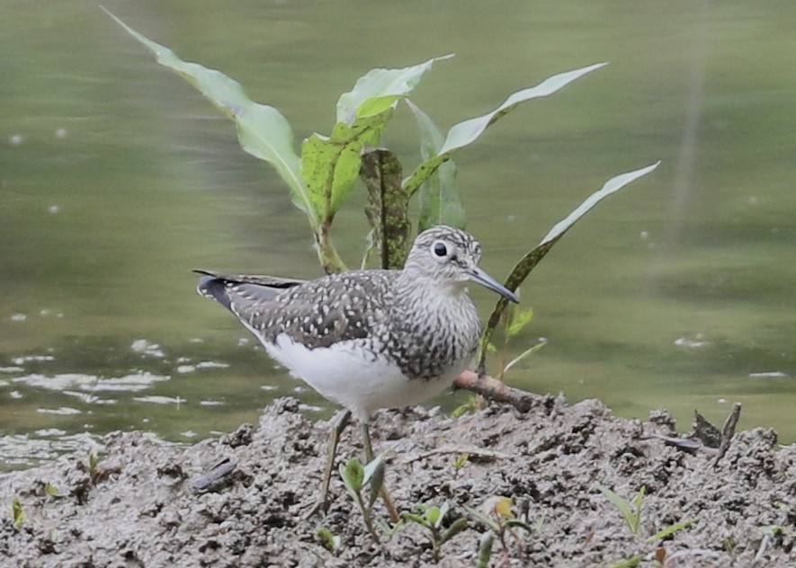 Solitary Sandpiper - ML226886861