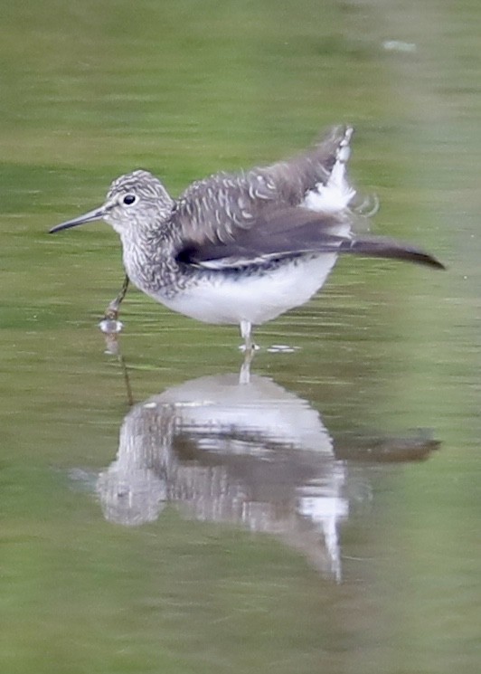 Solitary Sandpiper - ML226886991