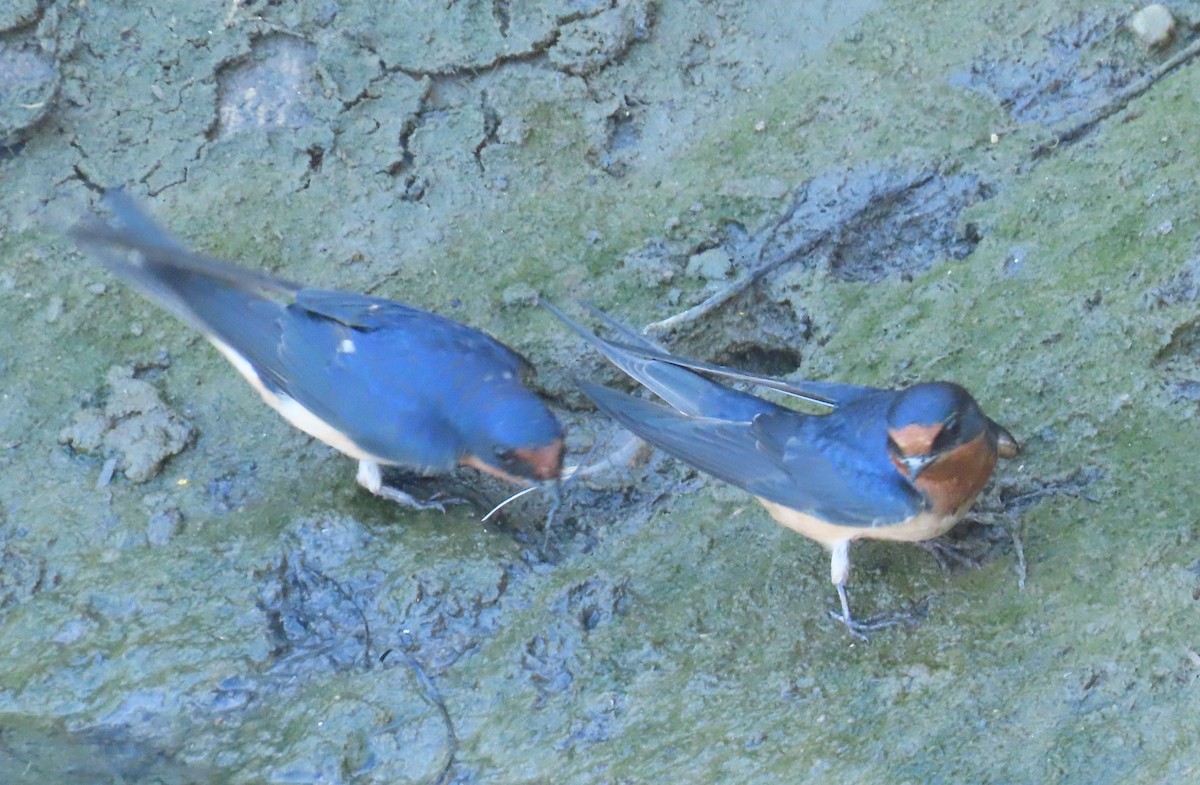 Barn Swallow - Diane Etchison