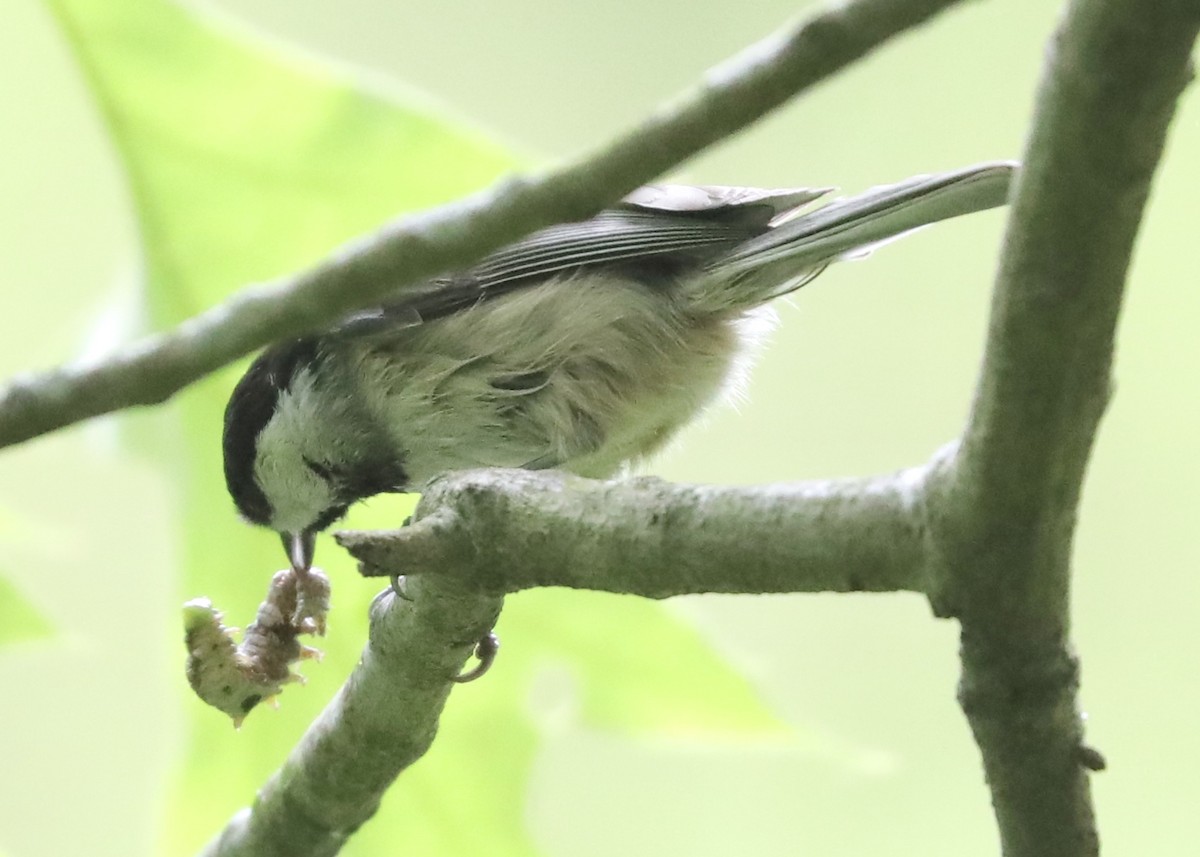 Carolina Chickadee - ML226887491