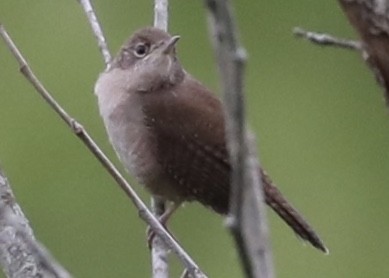 Northern House Wren - ML226888931