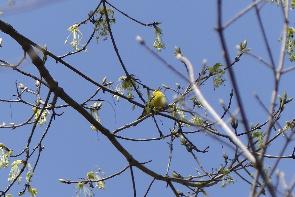 Blue-winged Warbler - ML226890861