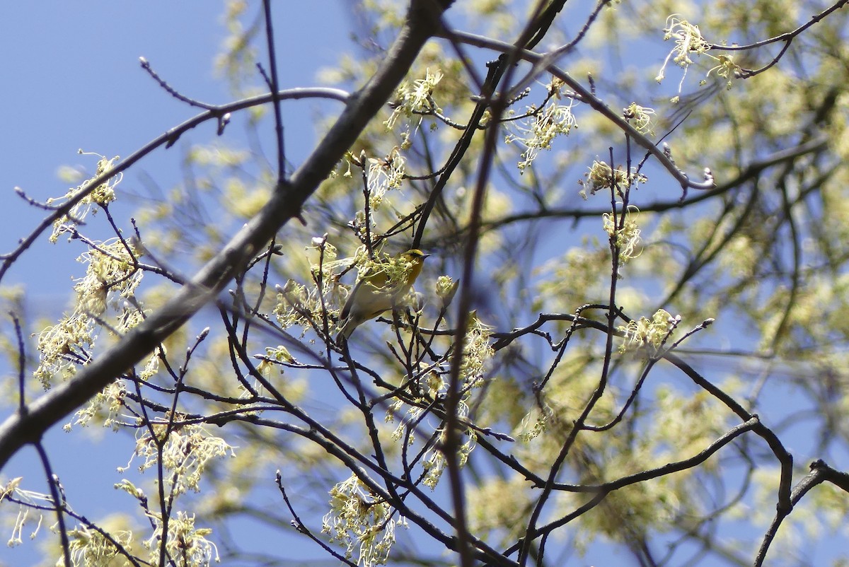Blue-winged Warbler - ML226891051