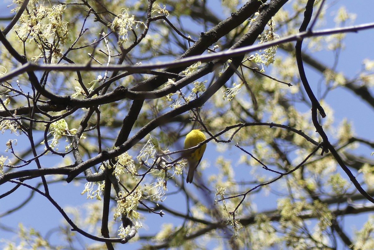 Blue-winged Warbler - ML226891061