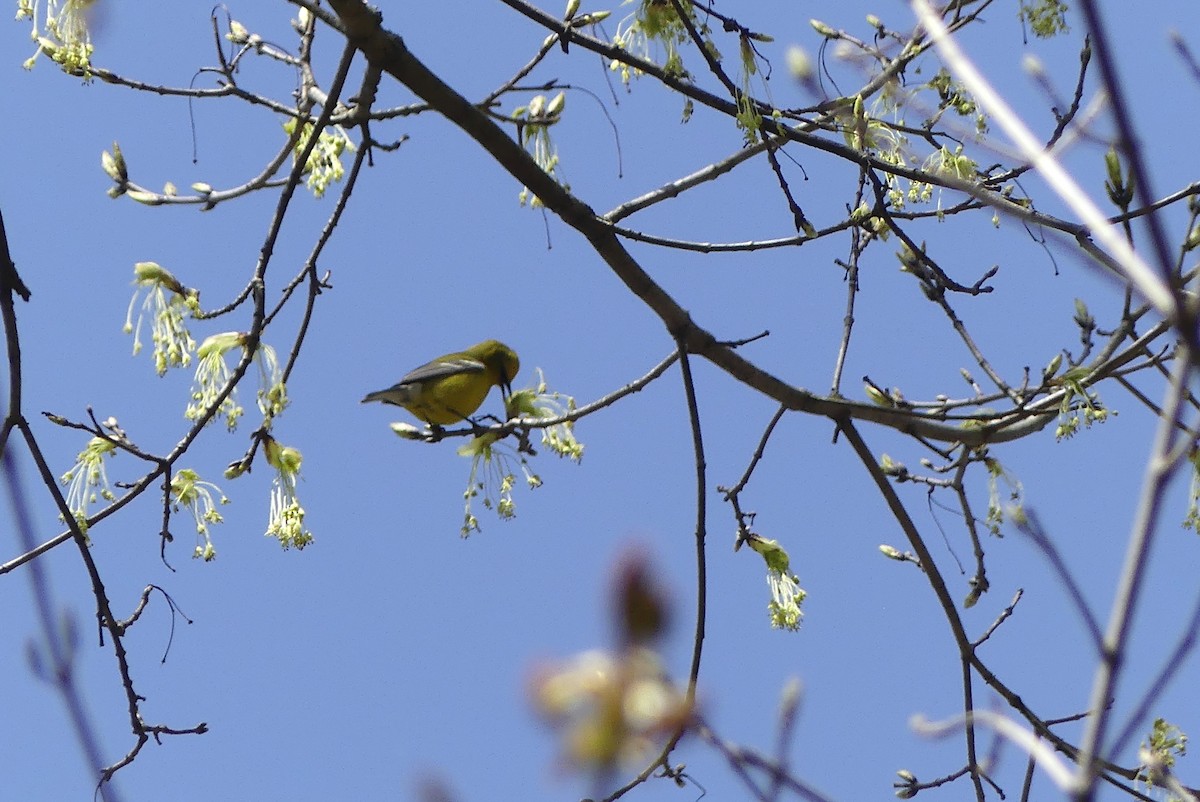 Blue-winged Warbler - ML226891071