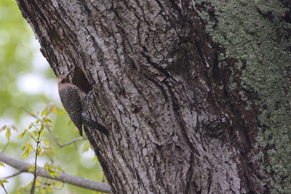 Northern Flicker - Vickie Baily