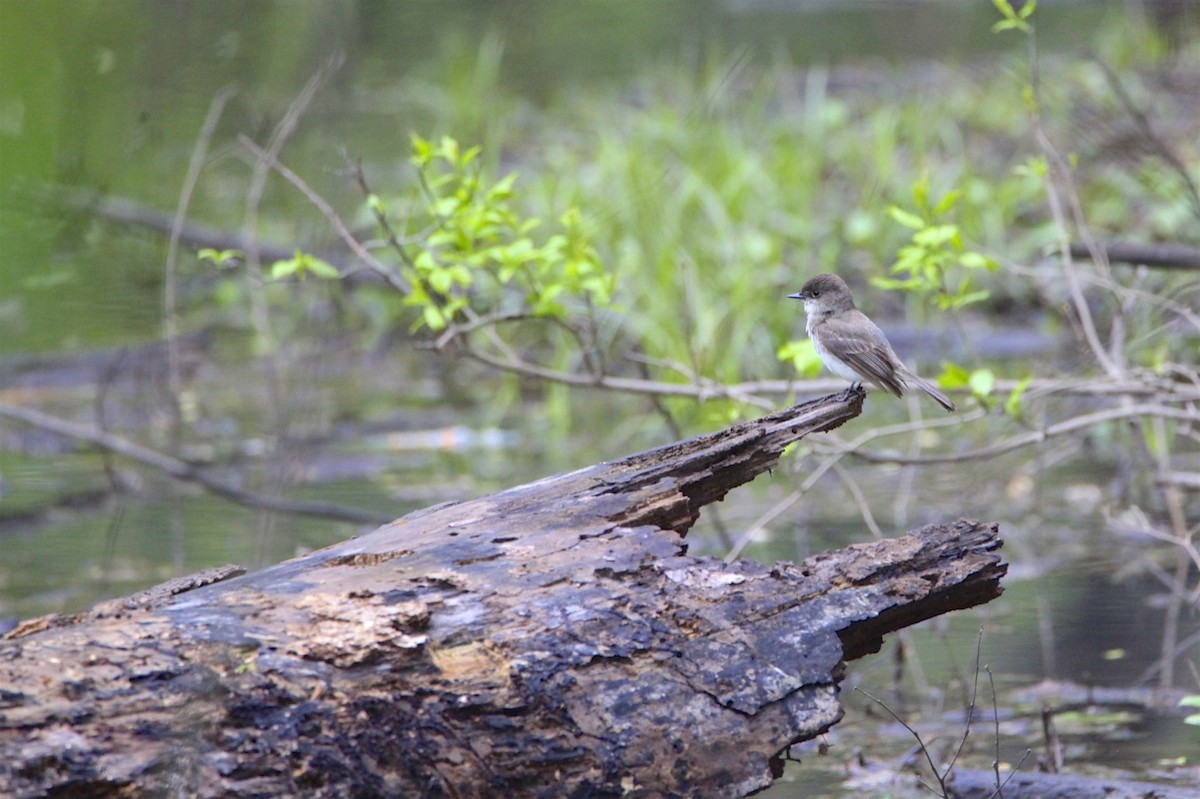 Eastern Phoebe - ML226895461