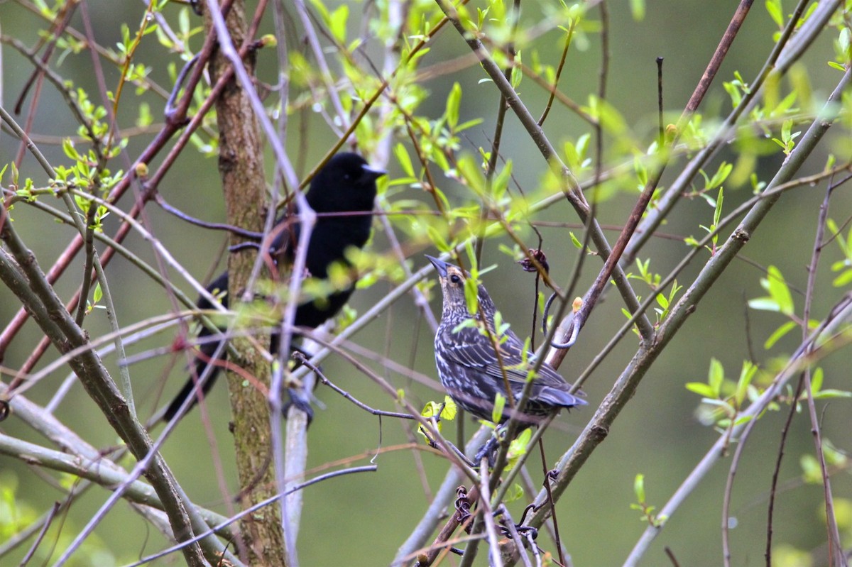 Red-winged Blackbird - ML226895961