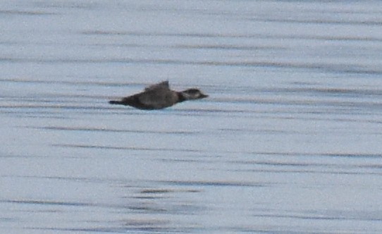 Black Scoter - Jason Vassallo