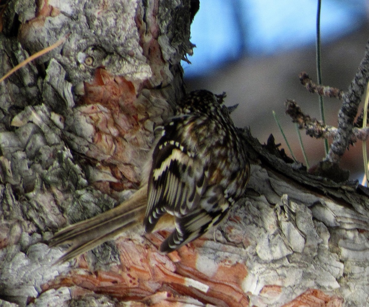 Brown Creeper - Mark Patterson