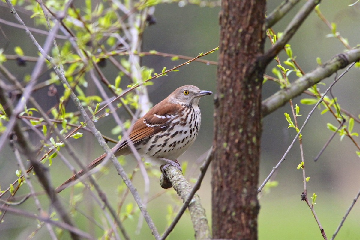 Brown Thrasher - ML226896051