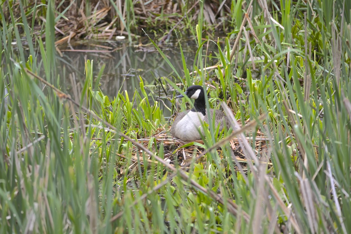 Canada Goose - ML226896161