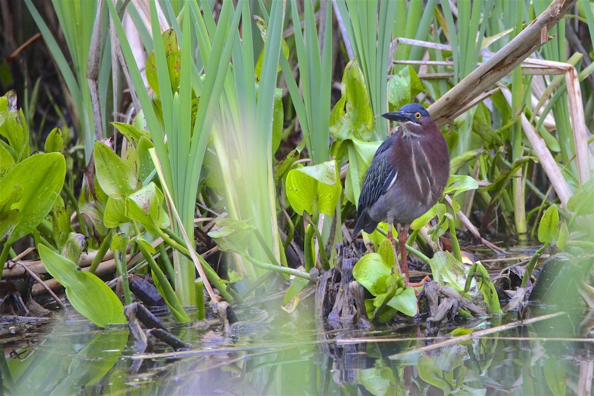 Green Heron - ML226896181