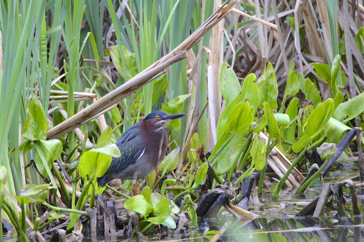 Green Heron - ML226896201