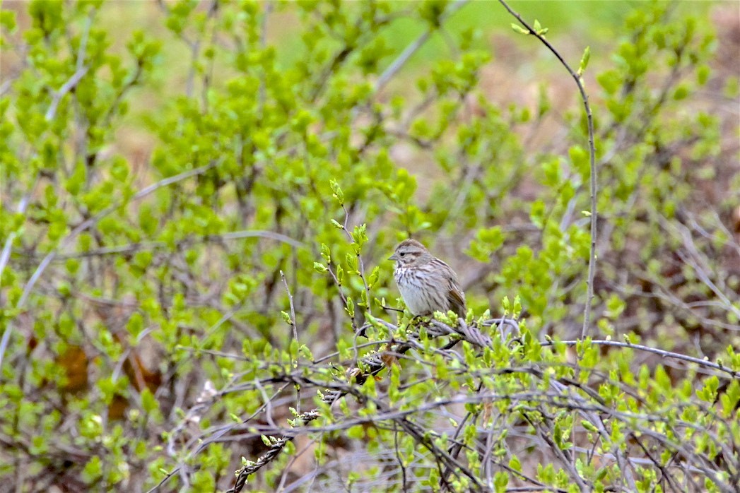 Song Sparrow - ML226896271