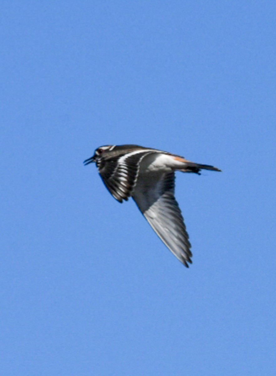 Killdeer - ML226897251