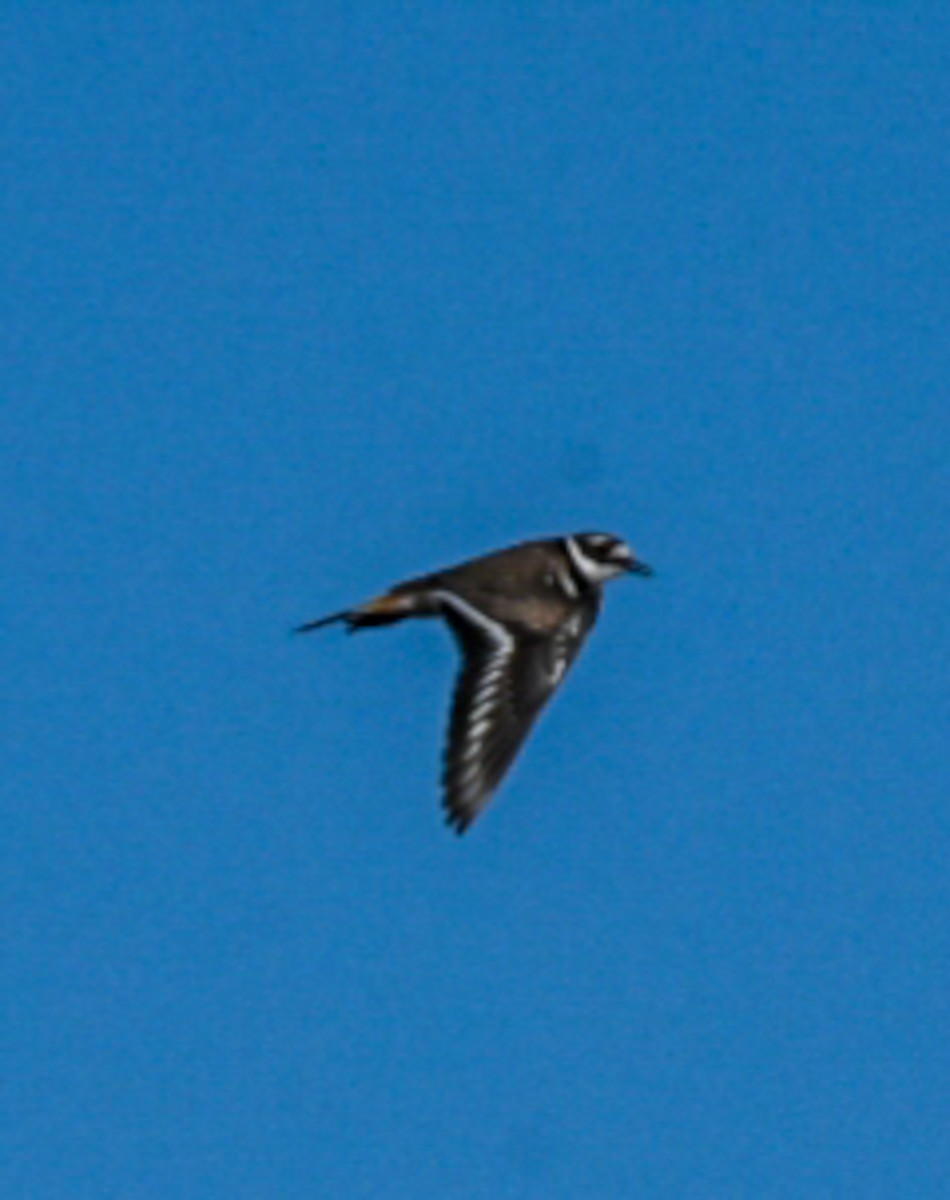 Killdeer - ML226897291