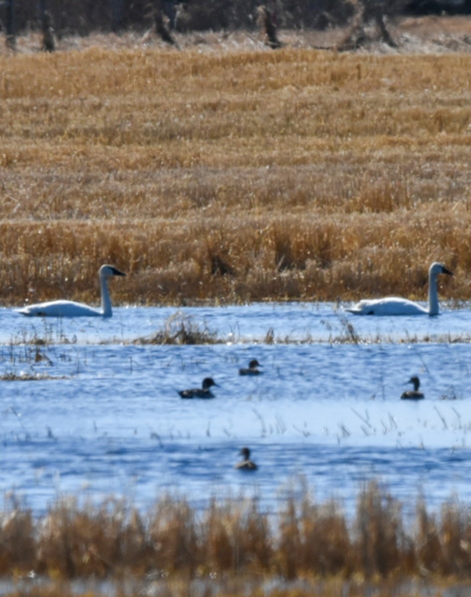 Cygne trompette - ML226897721