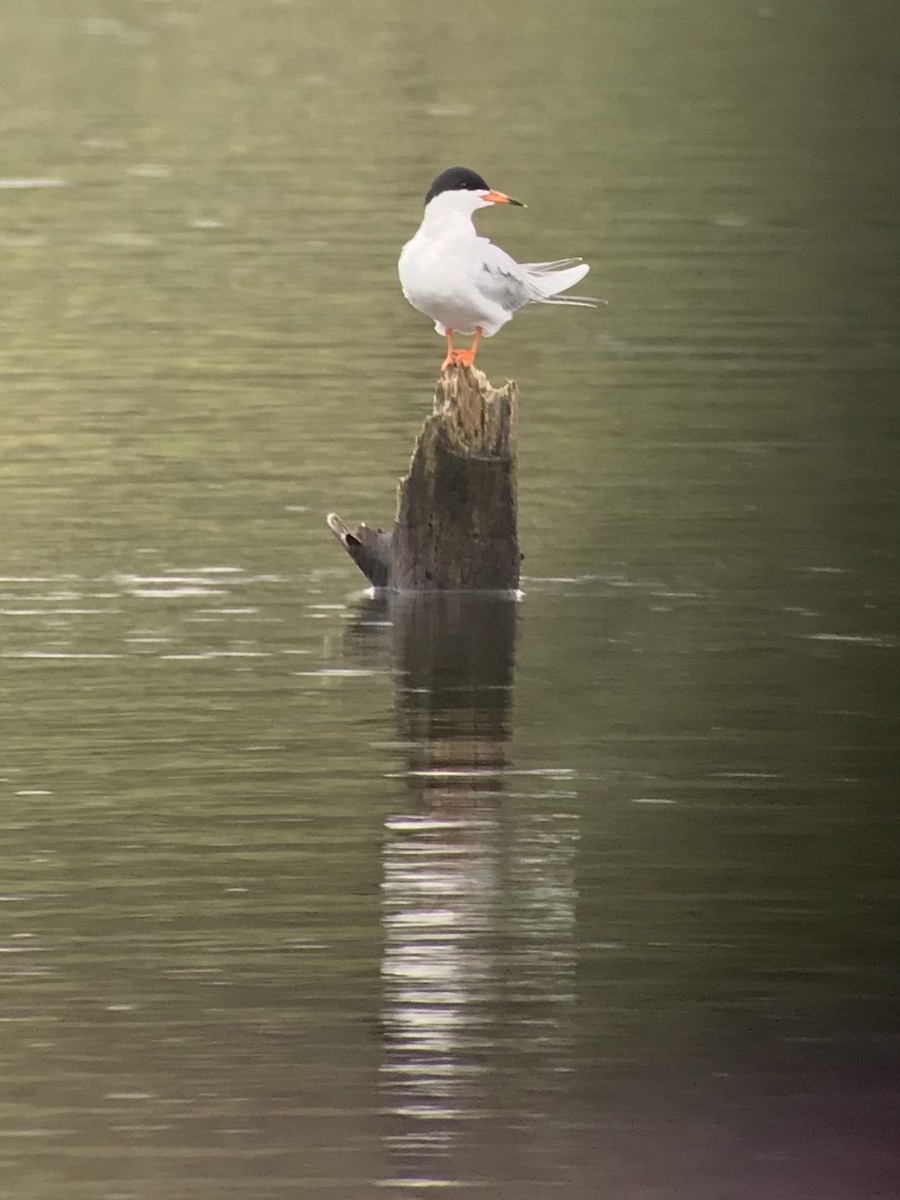 Forster's Tern - ML226898531