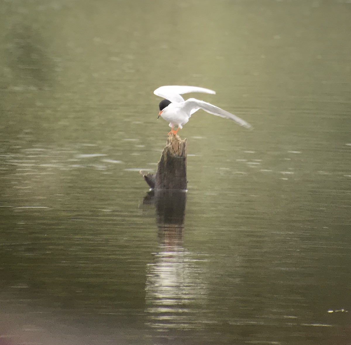 Forster's Tern - ML226898541