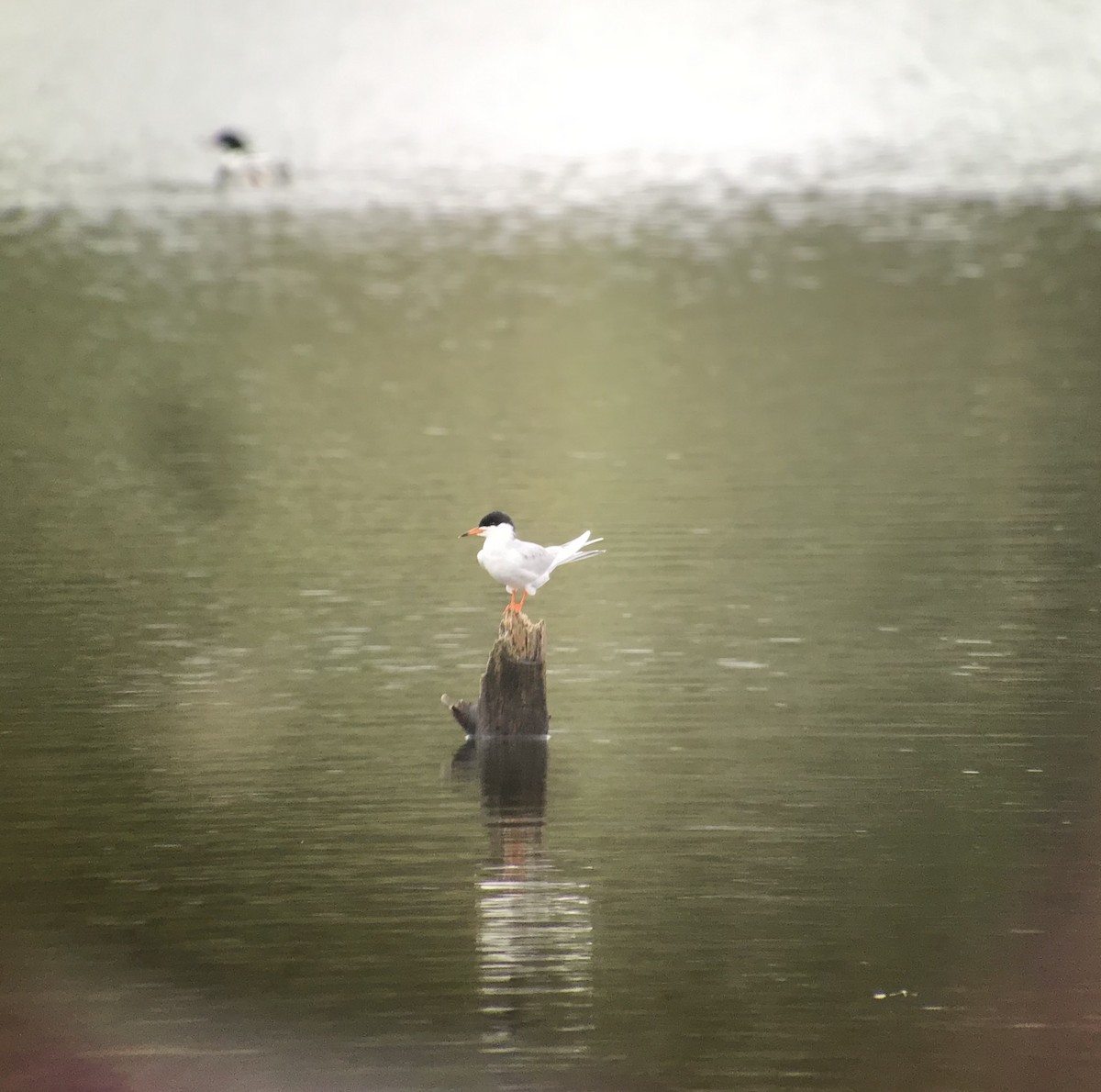 Forster's Tern - ML226898551