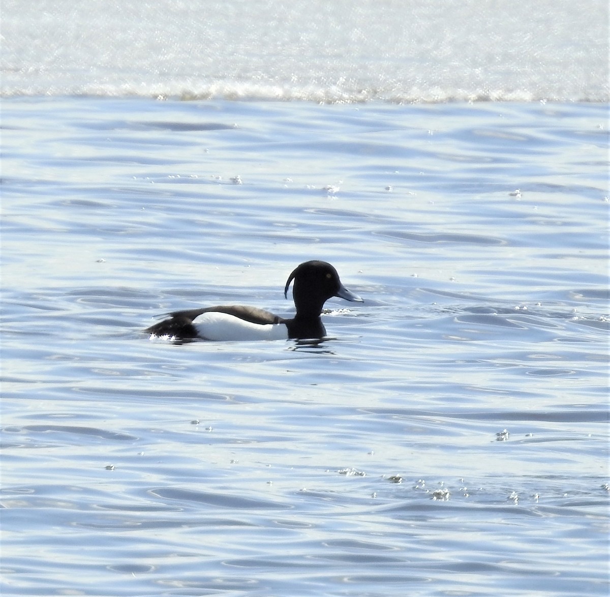 Tufted Duck - Diane Stinson