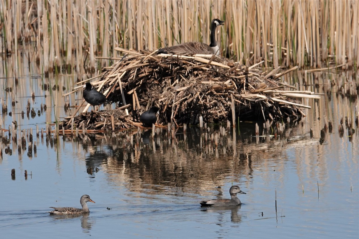 Gadwall - ML226901121