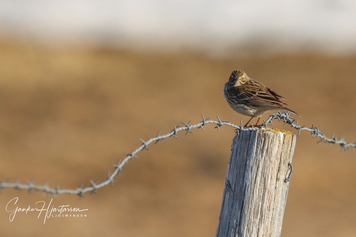 Meadow Pipit - ML226901831