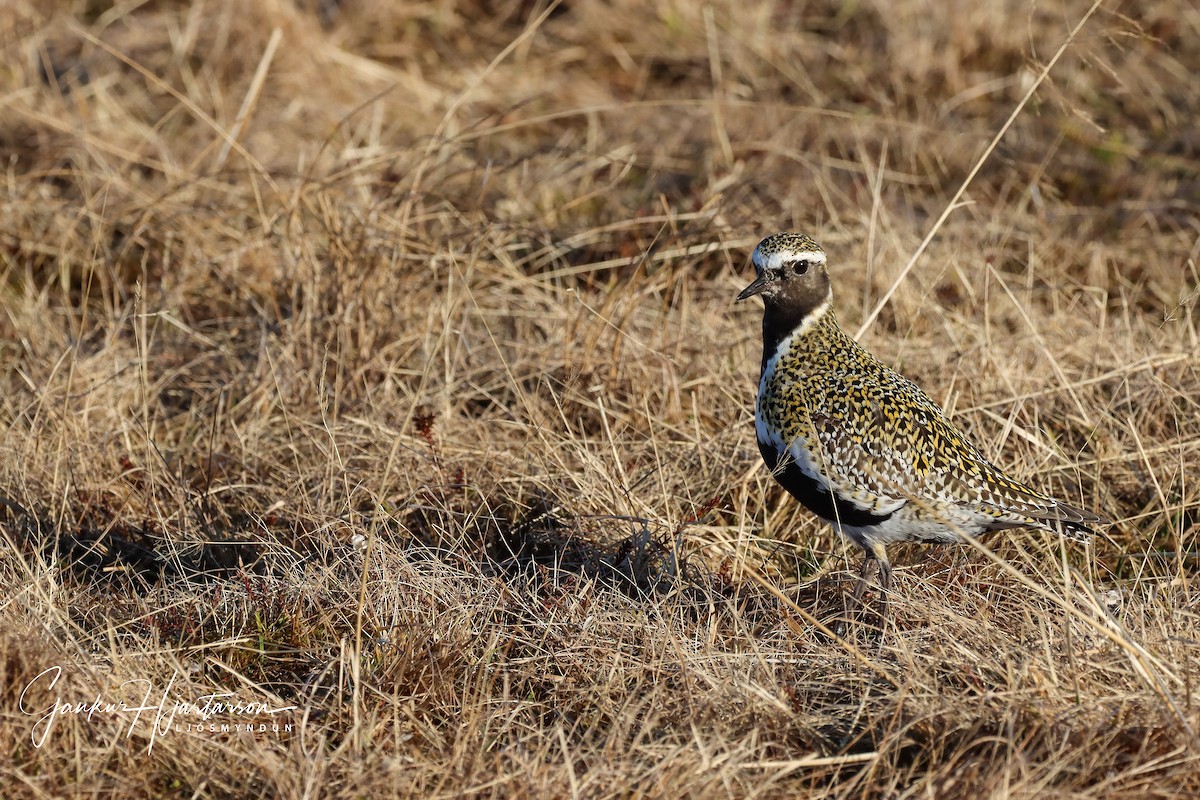 European Golden-Plover - ML226901931