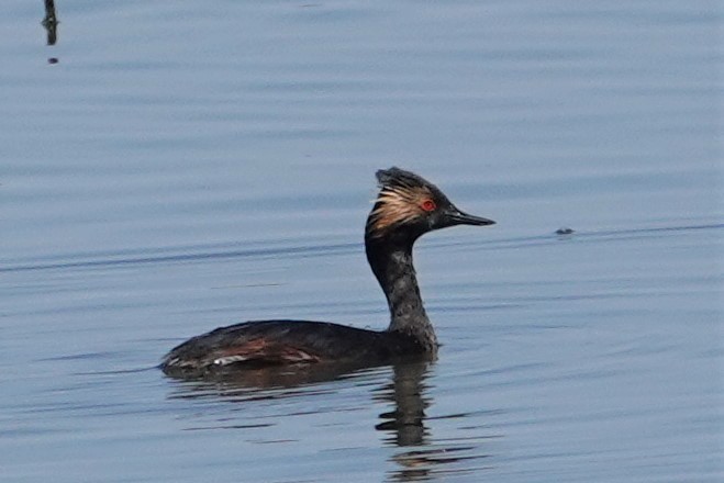 Eared Grebe - ML226903531