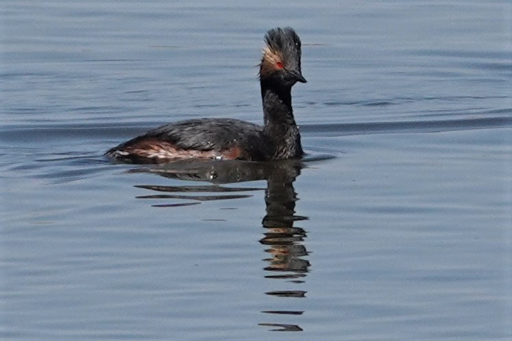 Eared Grebe - ML226903541