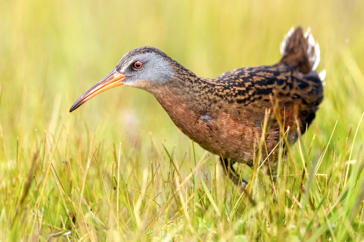 Virginia Rail - Brad Imhoff