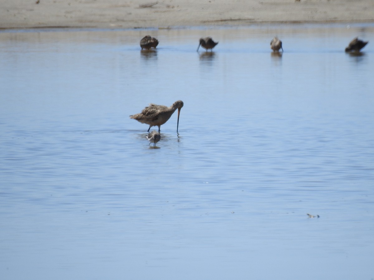 Marbled Godwit - ML226907331