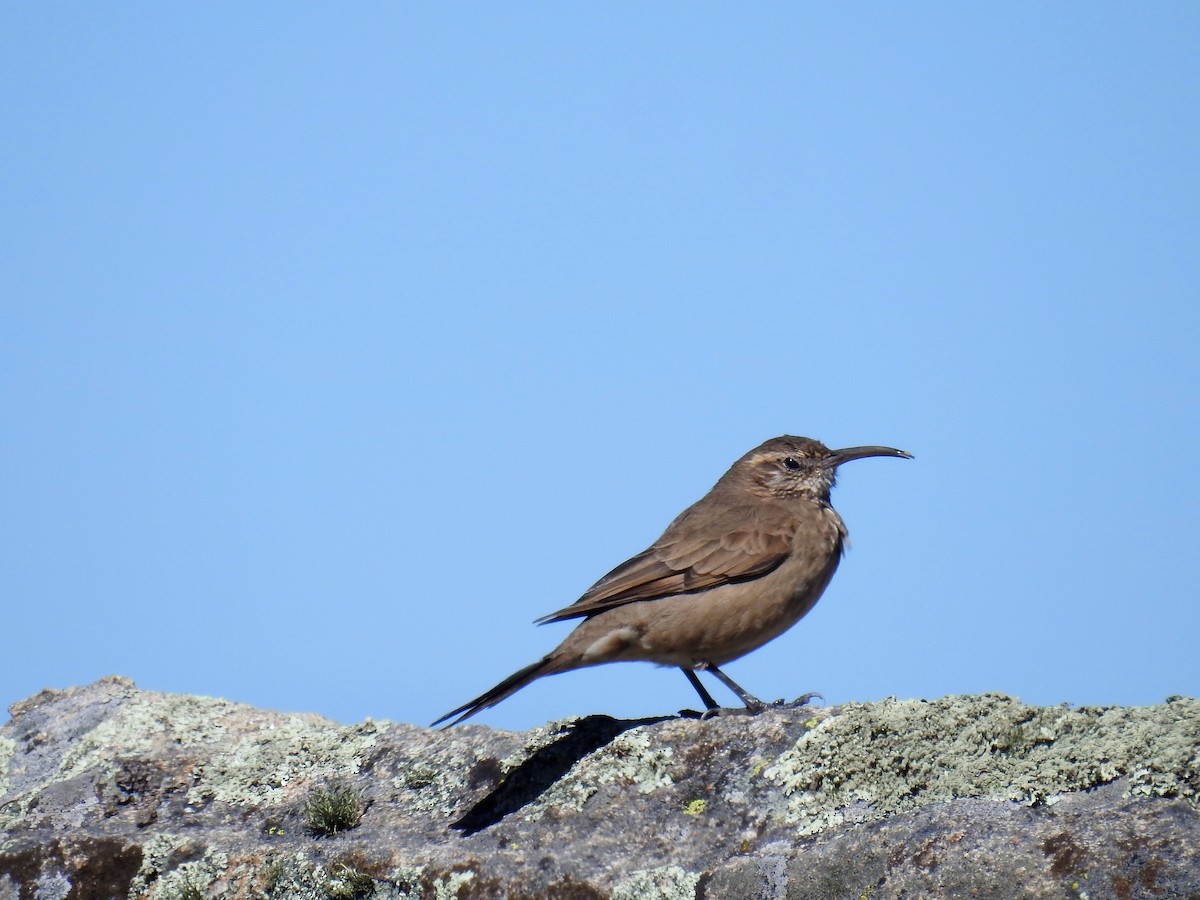 Scale-throated Earthcreeper - ML226910061