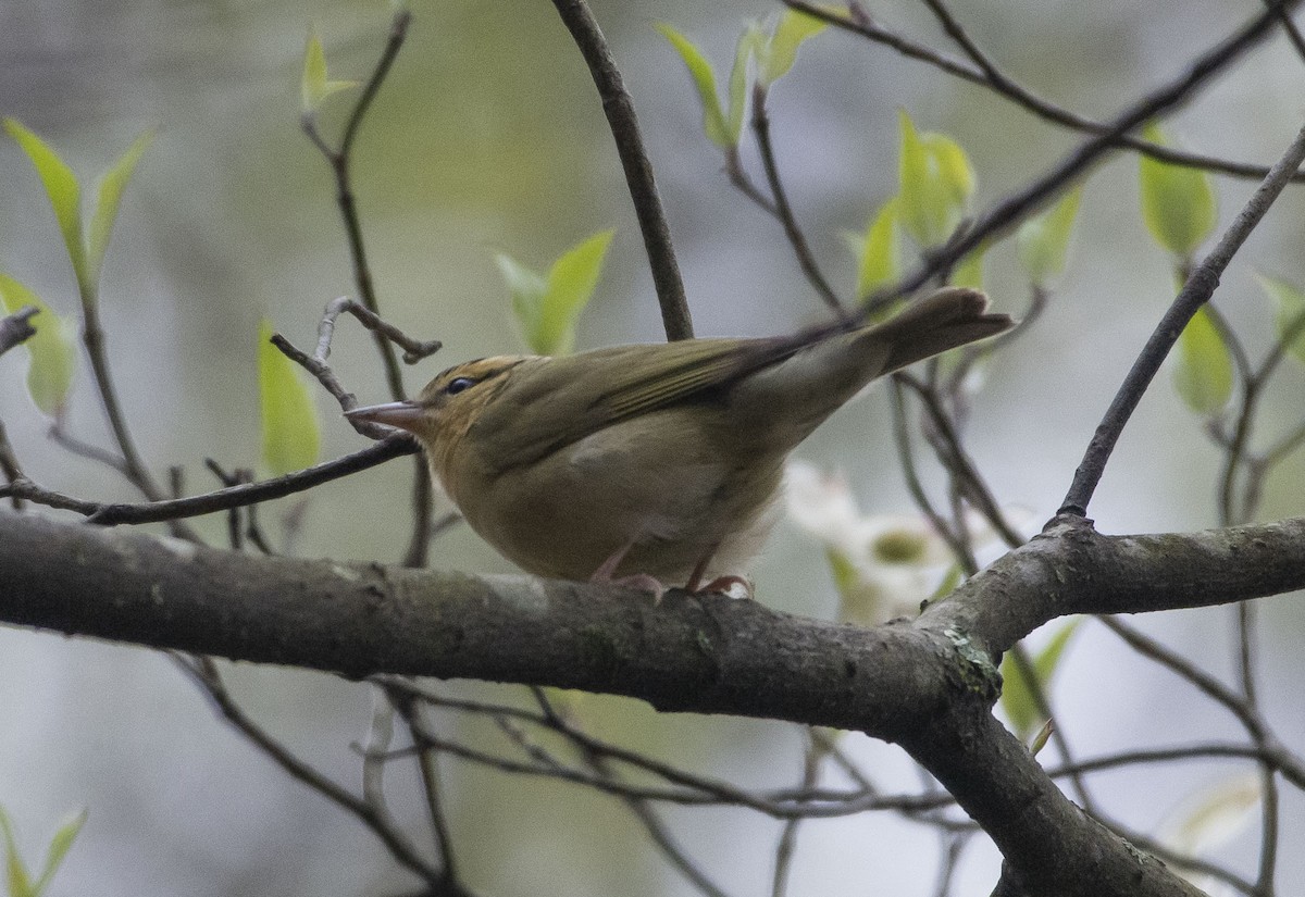 Worm-eating Warbler - ML226910301