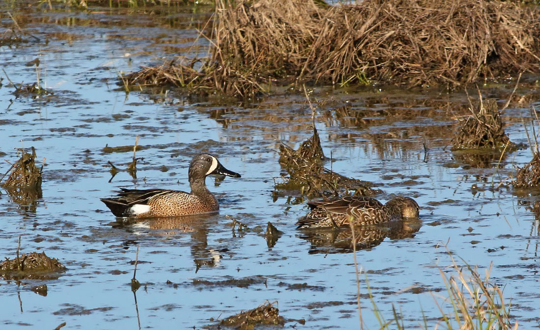 Blue-winged Teal - ML226911401