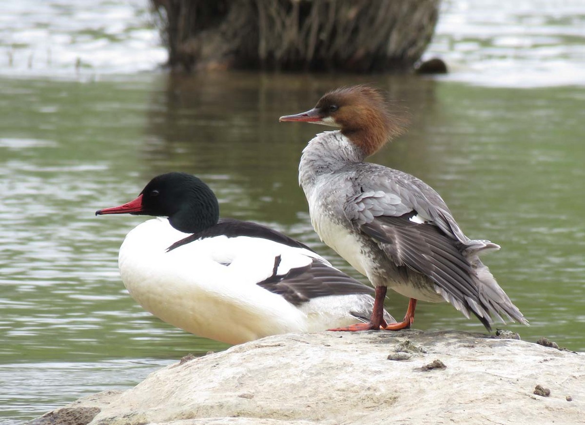 Common Merganser - Janis Stone