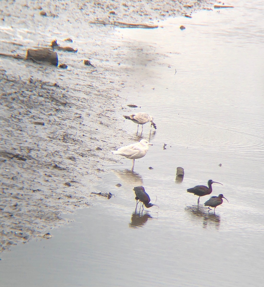 Glaucous Gull - ML226912381