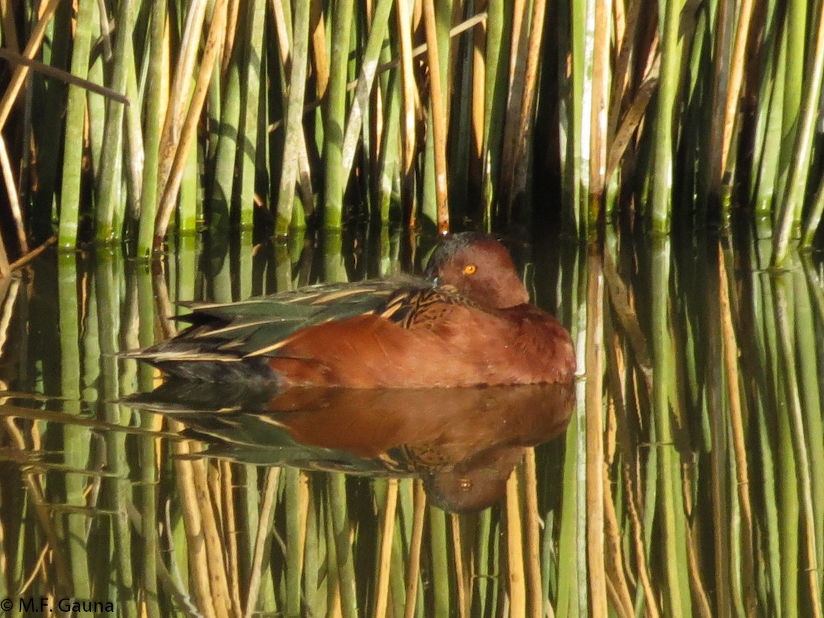 Cinnamon Teal - Maria Fernanda Gauna