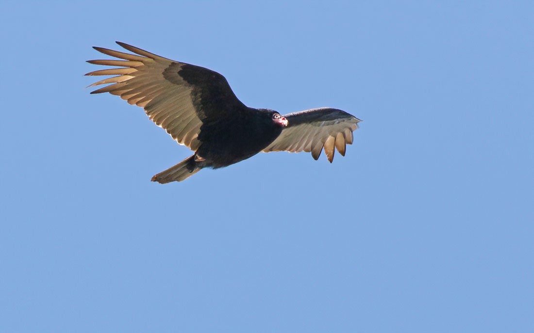 Turkey Vulture - ML226914831
