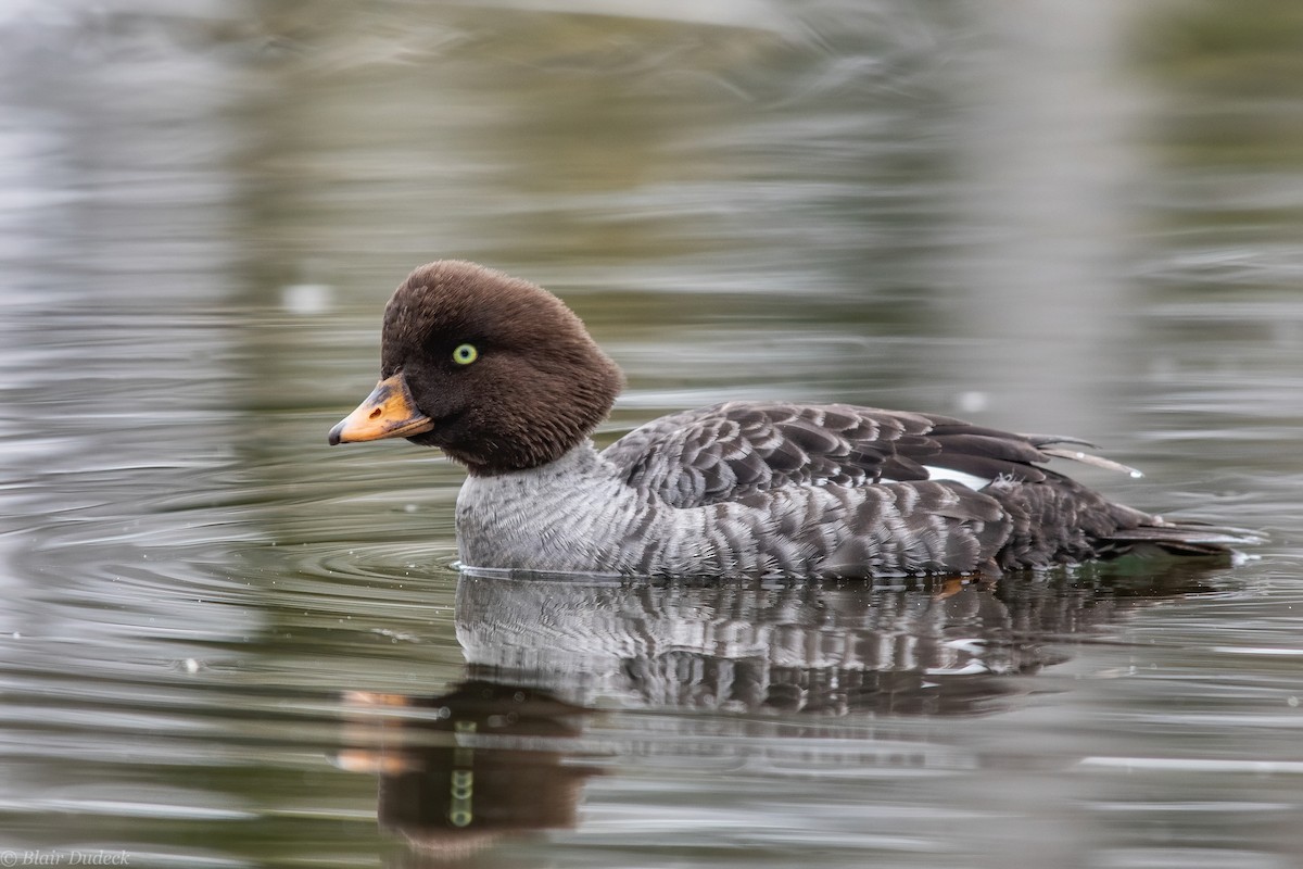 Barrow's Goldeneye - ML226915841