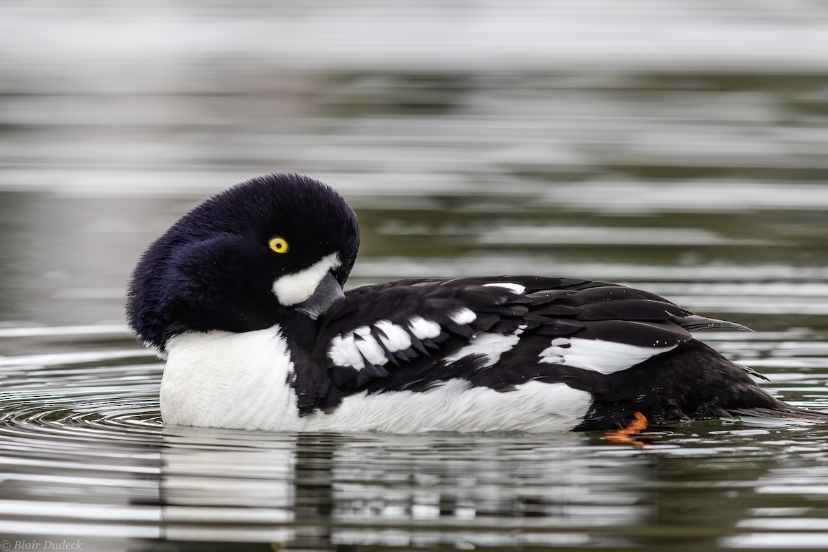 Barrow's Goldeneye - ML226915951