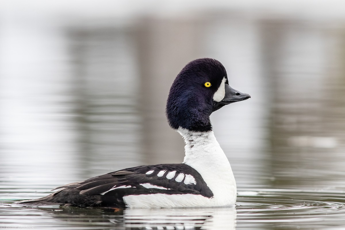 Barrow's Goldeneye - ML226916371