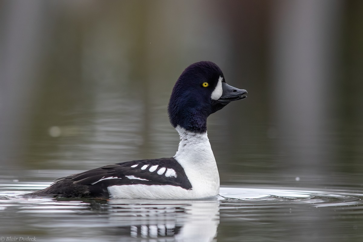 Barrow's Goldeneye - ML226916421