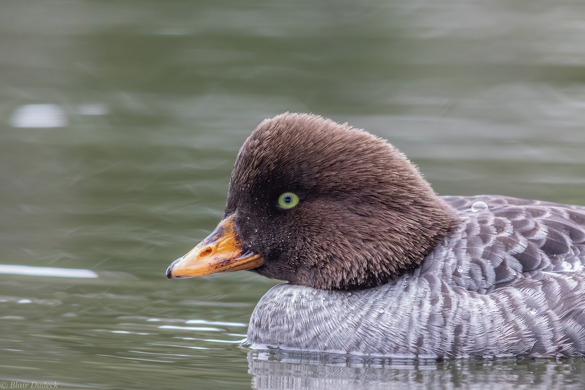 Barrow's Goldeneye - ML226916731