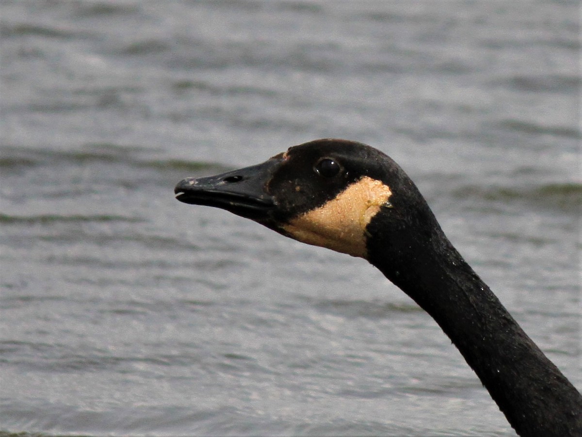 Canada Goose - Henry Gorski