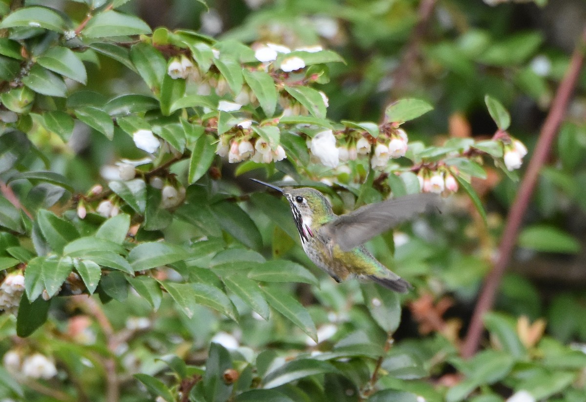 Calliope Hummingbird - ML226919681